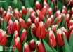 Tulipa Canasta ® (3)